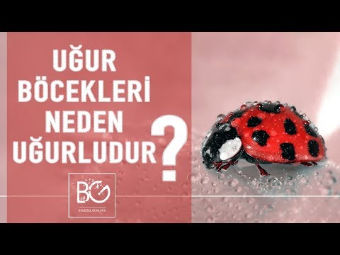 Video: Uğur böcəkləri ağcaqanad yeyir?