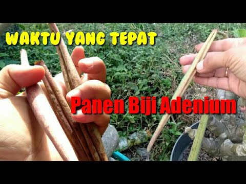 Video: Memanen Polong Benih Plumeria: Bagaimana Dan Kapan Mengumpulkan Polong Benih Plumeria