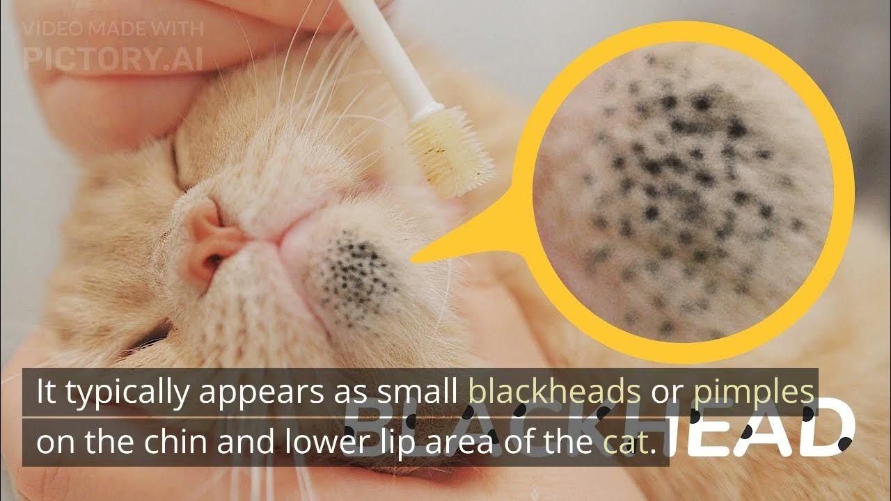 Understanding And Treating Cat Acne A Comprehensive Guide catacne understanding-and-treating-cat-acne-a-comprehensive-guide-catacne