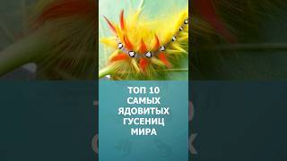 Топ-10 самых ядовитых гусениц в мире #шорт #шортс #топ10 #гусеница #ядовитые #животные #комарик