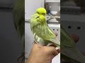 English Rainbow Budgie 