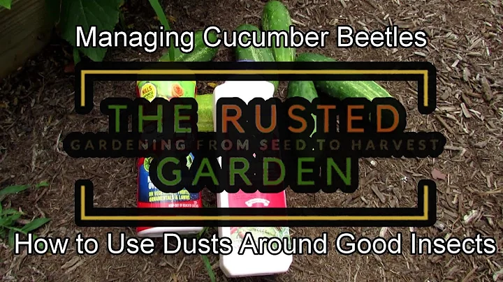 How to Manage Cucumber Beetles with Insect Dust: Lower Harm to Bees & Pollinators Using This Method!