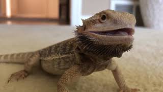 My bearded dragon is angry and gives the hiss