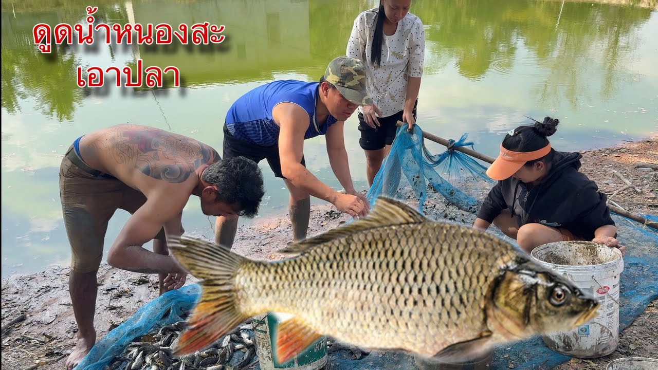 ล้างหนองสะ เอาปลามาจัดเมนูอีกก่อน #ล้างหนองสะ #ปลา 