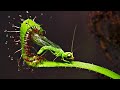 20 Carnivorous Plants That Eat Animals