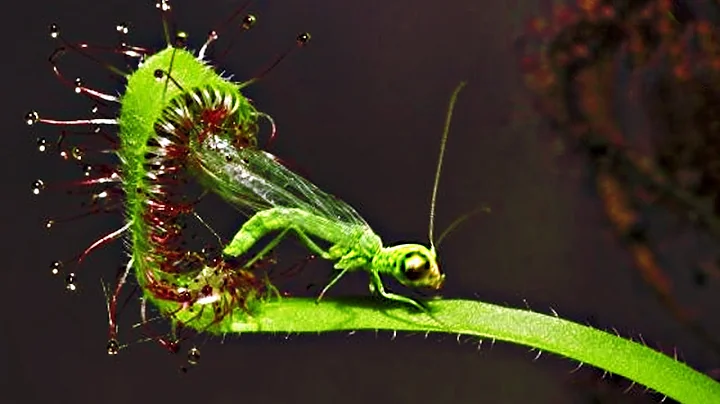 Top 20 Carnivorous Plants That Eat Animals - DayDayNews