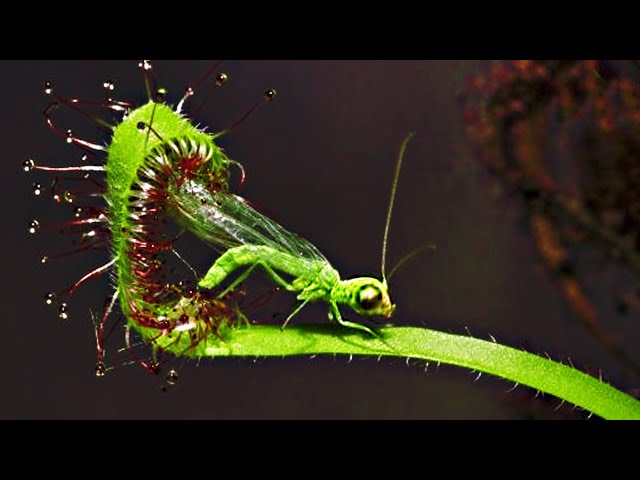 Top 20 Carnivorous Plants That Eat Animals class=