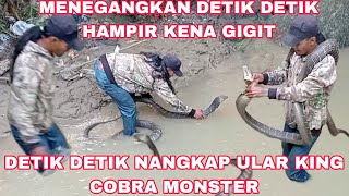 Detik Detik Nangkap Ular King Cobra Monster