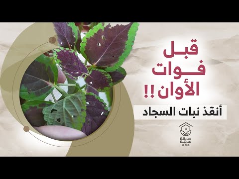 سبب وجود ثقوب على نبات السجاد والحل قبل فوات الأوان
