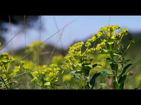 Videó: Euphorbia Tirucalli (27 Fotó): Virágápolás Otthon. Milyen Növénynek Tűnik Az Euphorbia Gumiszerű?