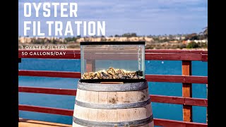 Oyster Filtration