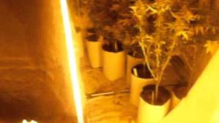 tbones grow room starting of harvest