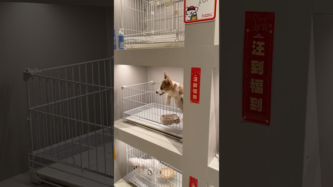 Зоомагазин в Китае🇨🇳 