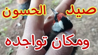 صيد الحسون البلدي والمكان الذي يتواجد فيه الحسون بكثرة للصيد