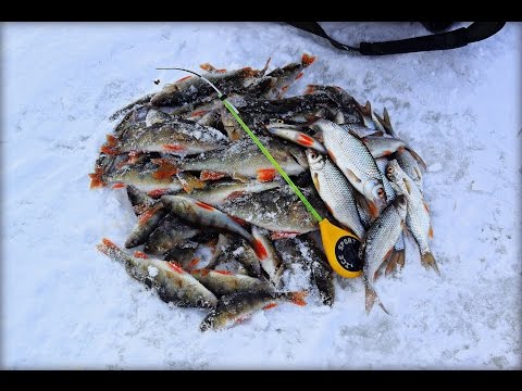 Вот это рыбалка! Бешеный клёв окуня и плотвы! Пожалуй, самая лучшая зимняя рыбалка видео!