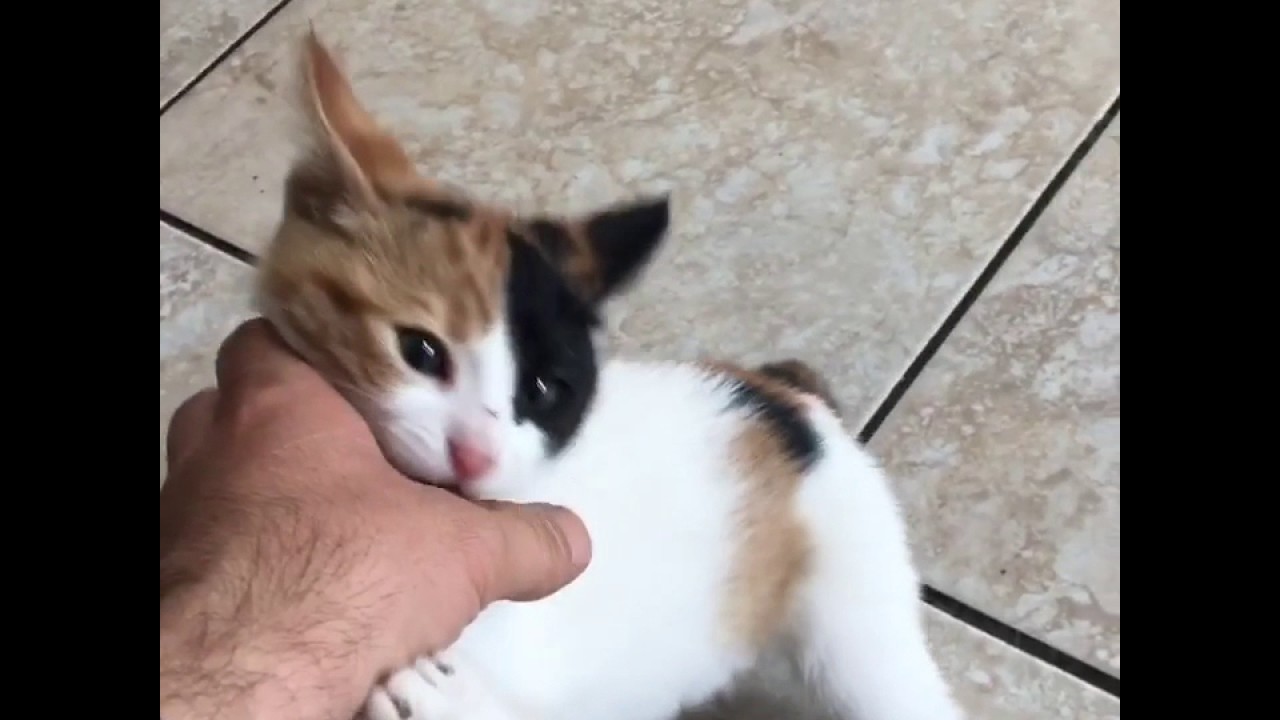 Sahibine saldıran kedi😀 YouTube