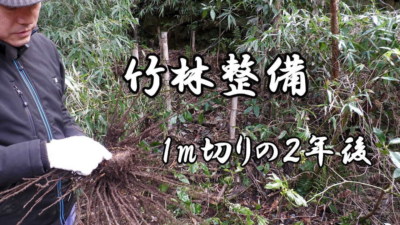 竹林整備　１m切りの２年後　お金をかけず　力を使わず　時間を使う