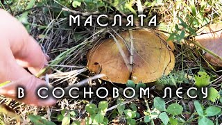 Маслята в сосновом лесу.