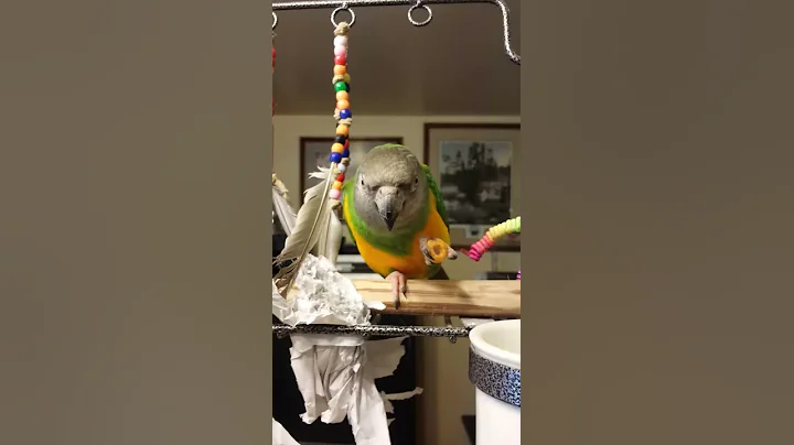 peepers Cheerio