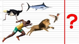 Top 10 Fastest Animals (In a bad way)