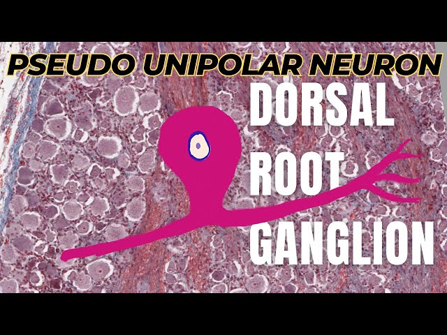 Unipolar Neuron Histology