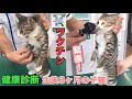 ワクチンを打ちに動物病院へ！緊張しすぎな生後3ヶ月の子猫！【むぎ】