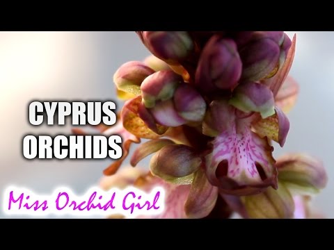 शानदार खुशबू के साथ साइप्रस का मूल आर्किड! - प्रजातियों की रक्षा का महत्व
