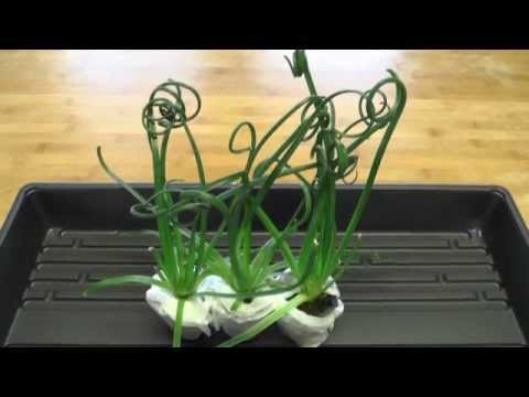 Video: Perennial Cavatappi Rush - Impara come coltivare Cavatappi Rush Juncus