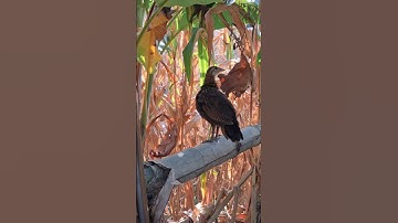 gà rừng tơ đẹp.me nyuam lau qaib qus zoo nkauj tiag tiag