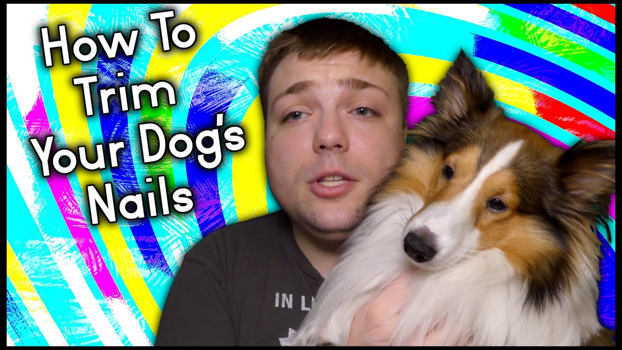 How To Trim Your Dog's Nails and What To Do When You Cut Them Too Short