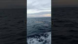 Gambus kalabahi pulau batam