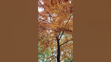 Thumbnail of Feuilles jaunes d'automne 🍁🍂🍁🍂🍁🍂🍁🍂🍁🍂🍁🍂🍁🍂🍁