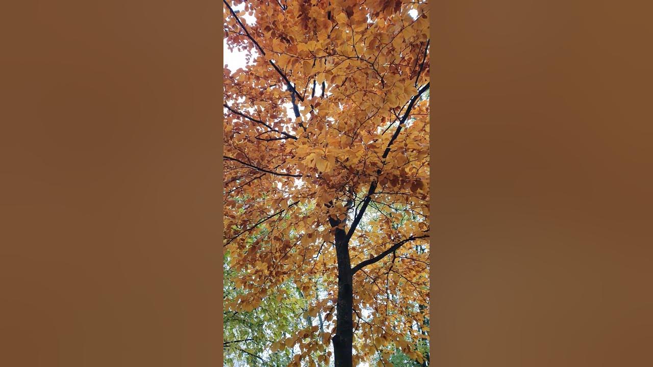 Feuilles jaunes d'automne 🍁🍂🍁🍂🍁🍂🍁🍂🍁🍂🍁🍂🍁🍂🍁