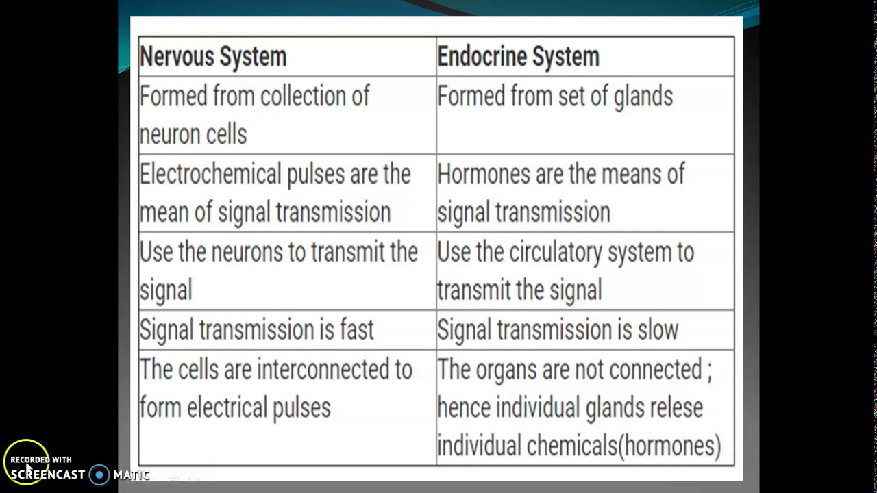 What is the Difference between Nervous System and Endocrine System