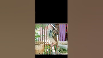 suara pedas prenjak lumut#prenjaklumutgacor #prenjakmerah #prenjakbetinangetir #shorts