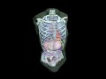 Design Video: Adult FAST Torso for Ultrasound