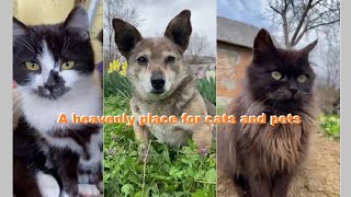 Favorite Friends / Stream #16 A heavenly place for cats and pets