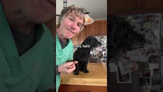 5 Signs of a Dog in Shock by Veterinary Secrets 6,282 views 2 months ago 1 minute, 23 seconds