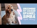 Grooming my English Cocker Spaniel Simba (gone wrong)