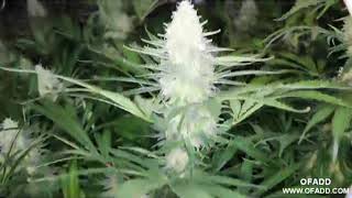 Outdoor plant get's help, LED grow lights,Medical marijuana,Indoors growing