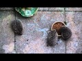Hedgehog Hoglets experience rain for the first time.