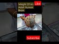 Weight of An Adult Human Brain 🧠 | #Shorts • #Facts • #Factz | #BackToBasics | #YtShorts
