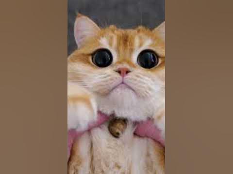 Cats and dogs with abnormally large eyes to raise dopamine levels 