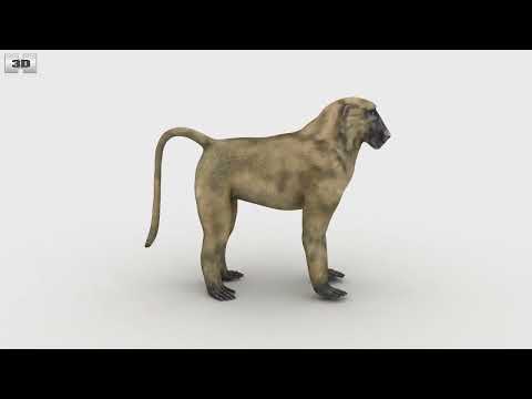 Baboon Low Poly 3D Model By 3DModels Org 