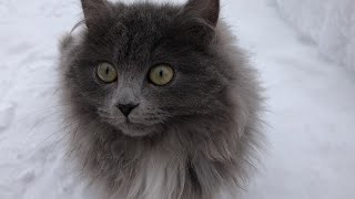 Peace from cats and good music (Most Popular) by ShirliMur 157 views 2 years ago 9 minutes, 50 seconds