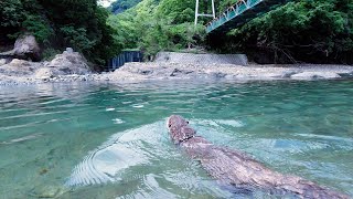 Let's chat while we all watch them camp out on the river with otter Aty! [Otter life]