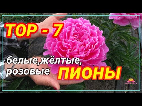 Видео: Бронсън Пинчот Нетна стойност: Wiki, женен, семейство, сватба, заплата, братя и сестри