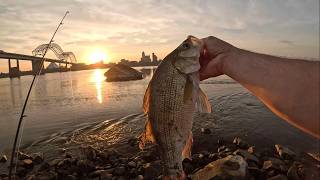 How to Catch Mississippi River White Bass