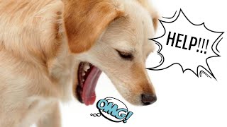 MY DOG IS VOMITING!  Here's what you have to do.