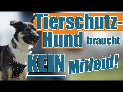 Tierschutzhund zieht ein